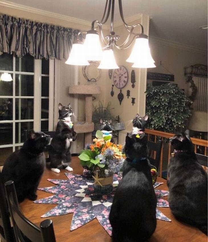 Fotos Divertidas De Gatos, gatos negros sentados en la mesa