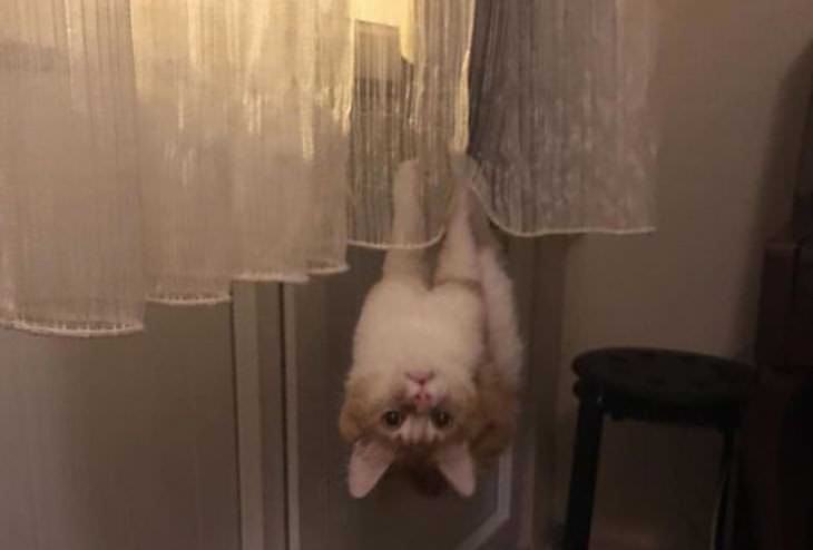 Fotos Divertidas De Gatos, gato colgado en la cortina