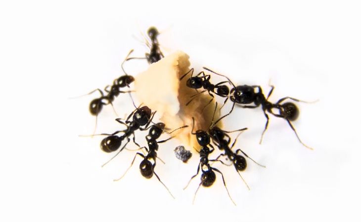 Tips Para Combatir Insectos y Olores En Tu Hogar, hormigas
