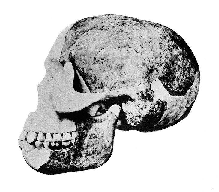 5 Mentiras Históricas Registradas, El cráneo del “Hombre de Piltdown”