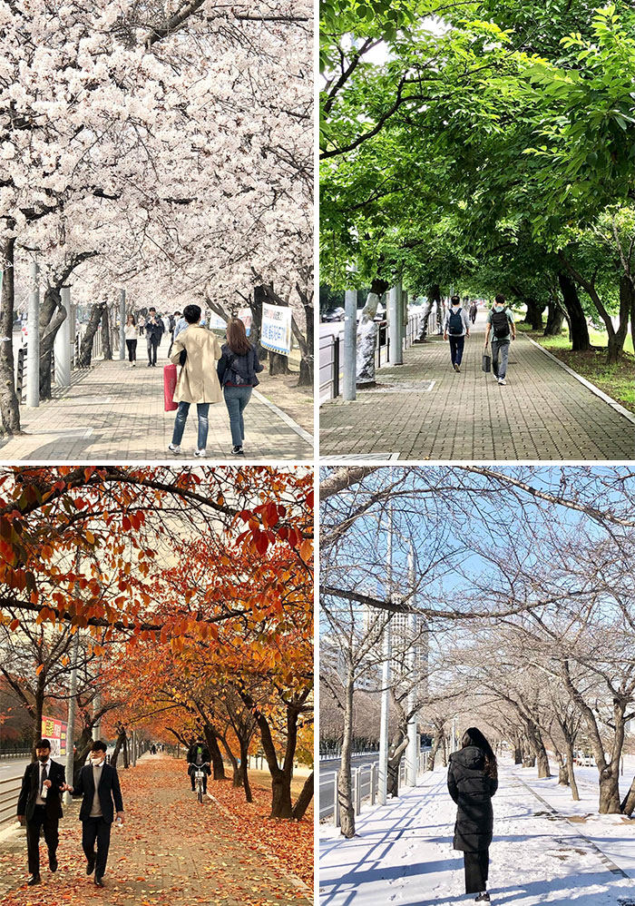 Fotos De Corea Del Sur, Las cuatro estaciones de Corea del Sur en Yeouido