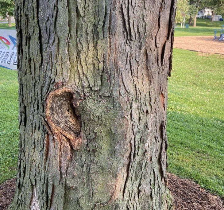 curiosidades de la naturaleza, "oreja" en árbol