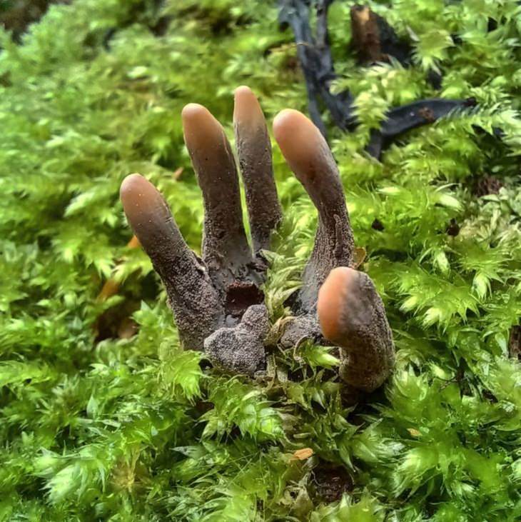 curiosidades de la naturaleza, Hongo " dedos de hombre muerto"