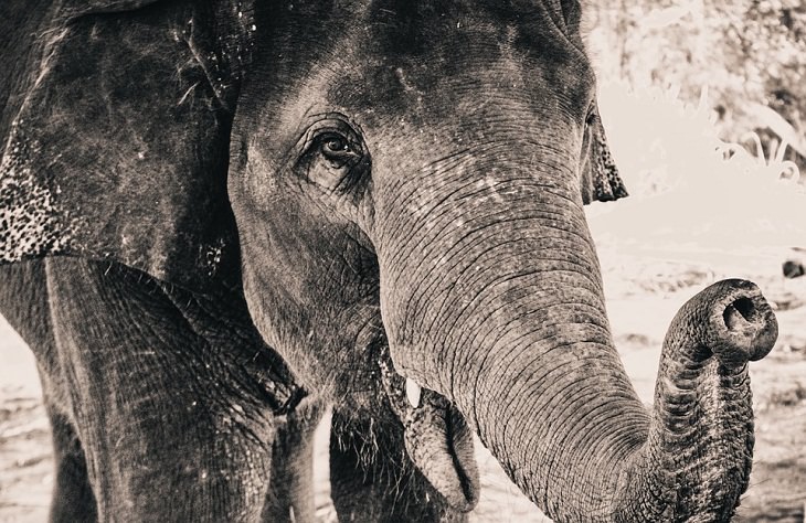 Sentidos de los animales, elefantes, sentido del olfato