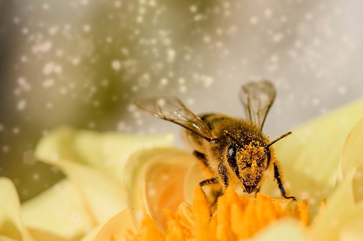 Sentidos de los animales, abejas, magnetismo