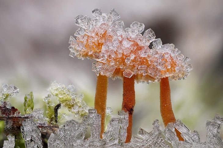 Fotos Naturaleza Vistas De Cerca, Hongos congelados