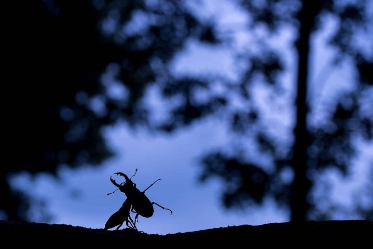 Fotos Naturaleza Vistas De Cerca, Escarabajo ciervo
