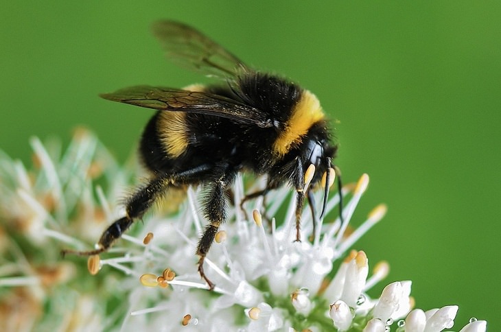 Super poderes en animales, Los abejorros, "sexto sentido