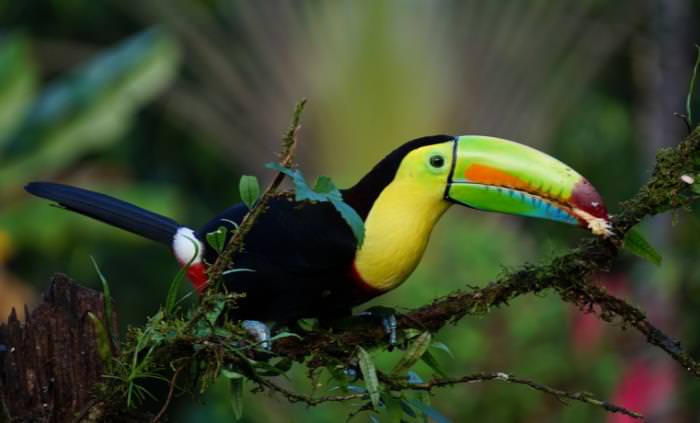 bird facts toucan