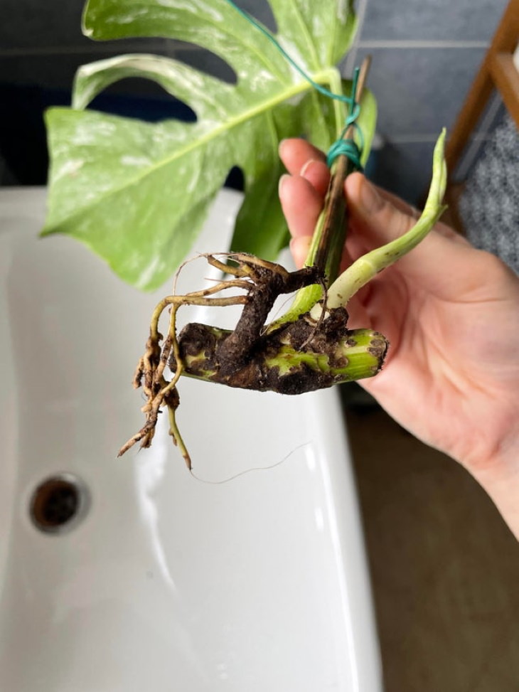 Problemas de las plantas en invierno Podredumbre de las raíces 