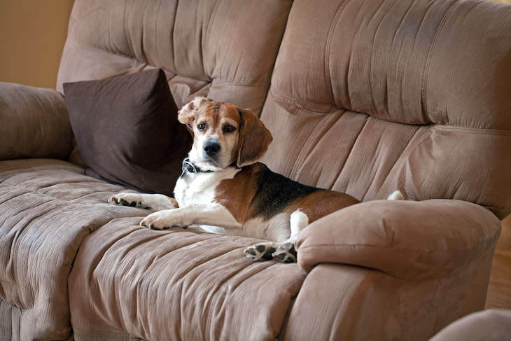 Consejos De Limpieza De Tu Sofá, Perro sentado en un sofá