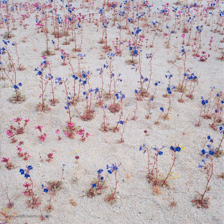 Campanas de Canterbury del desierto y flor de mono de Bigelow en el lavado del desierto durante una "floración de 100 años" en el Parque Nacional Joshua Tree, California