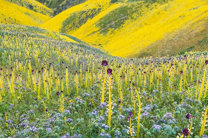 Vela del desierto, detalle de Tansy phacelia a la izquierda, margarita de ladera (Monolopia lanceolata), 2017 "Super Bloom", Monumento Nacional de Carrizo Plain, California.