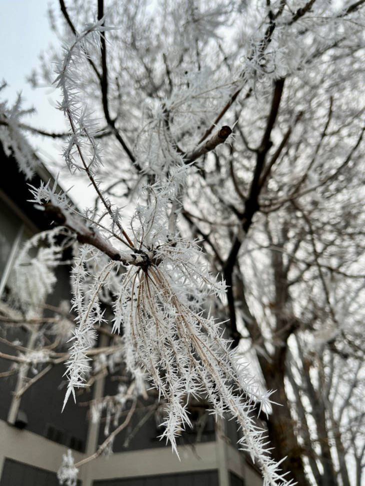 Arte Accidental En La Nieve, árboles cristalizados