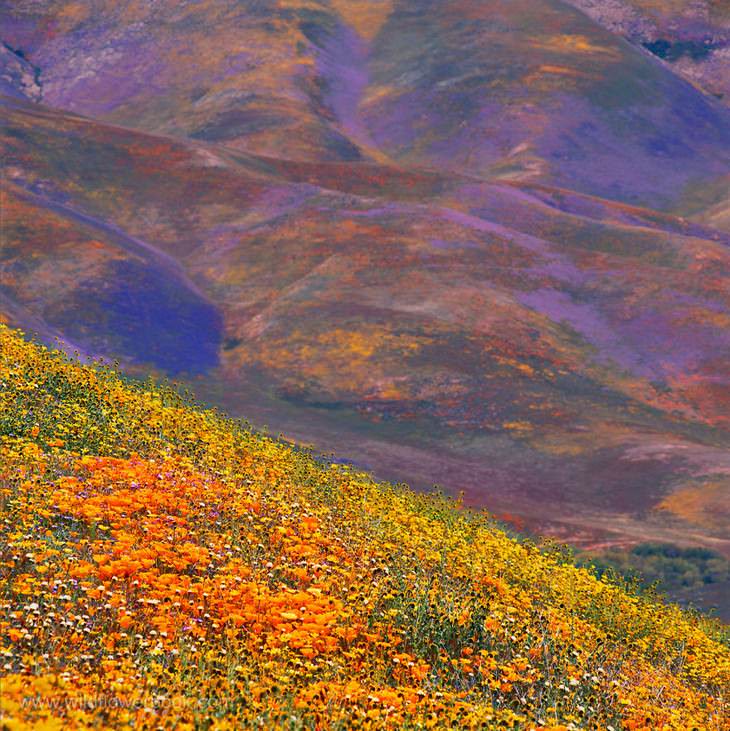 Pincel rojo gigante, serie "Contacto", Bosque Nacional de Inyo, montañas de Sierra Nevada, California