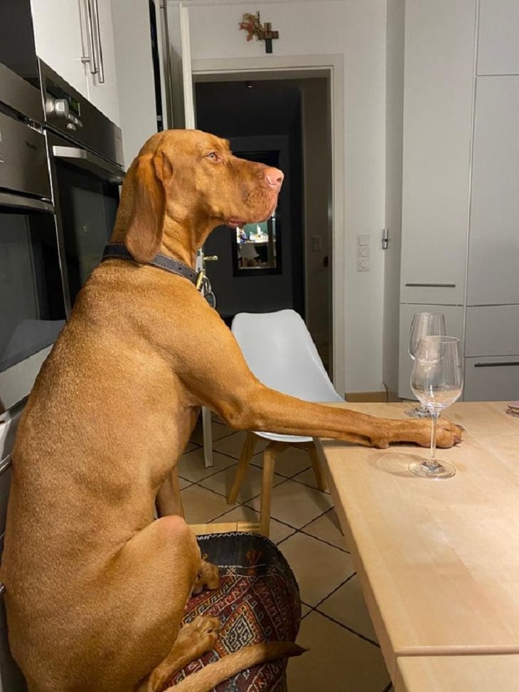 Mascotas divertidas, perro con copa de vino