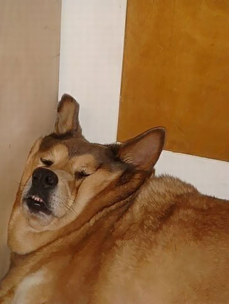 las mascotas duermen en posiciones incómodas  , perro durmiendo muy incómodo