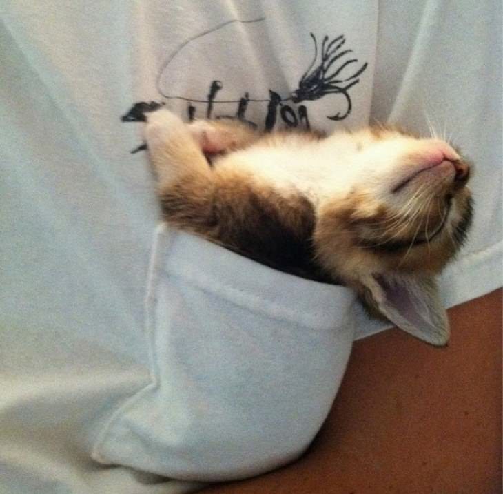 mascotas que duermen en posiciones incómodas ,gato de bolsillo