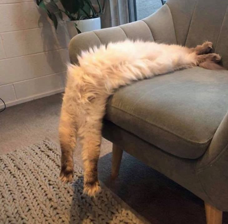 mascotas que duermen en posiciones incómodas,  gato liquido