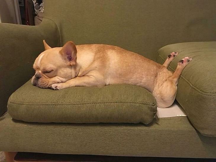 mascotas durmiendo en posiciones incómodas, perro durmiendo piernas hacia atrás