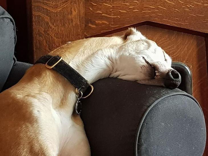 mascotas durmiendo en posiciones incómodas perro con cuello largo durmiendo
