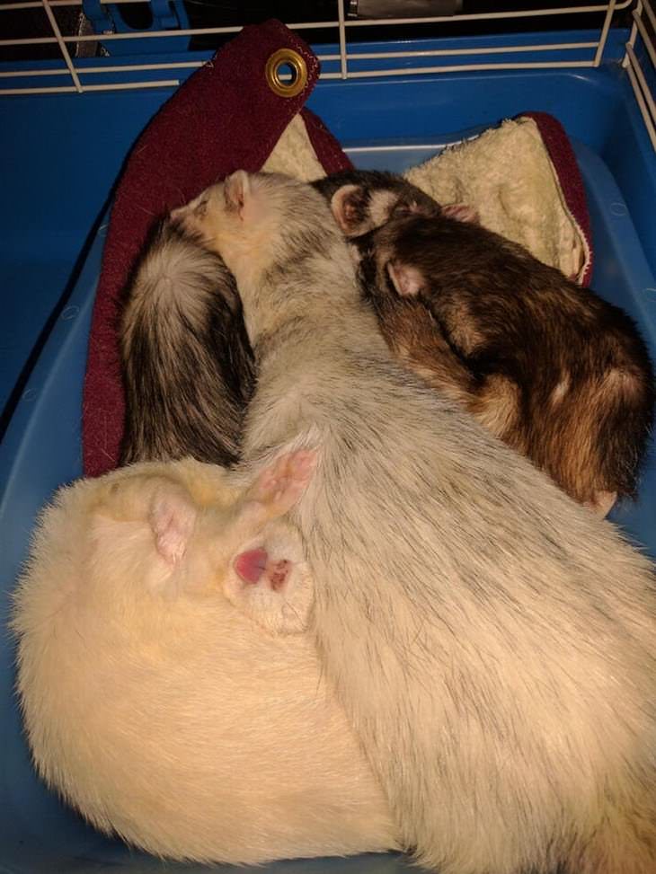 mascotas durmiendo en posiciones incómodas hurón durmiendo con la lengua fuera