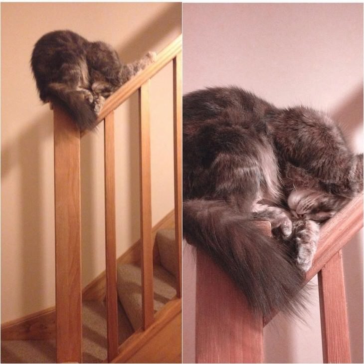 mascotas durmiendo en posiciones incómodas gato durmiendo en las escaleras