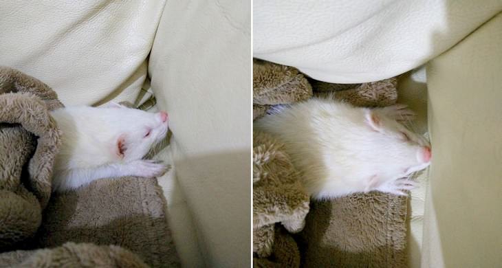 mascotas durmiendo en posiciones incómodas hurón durmiendo con la nariz contra el sofá