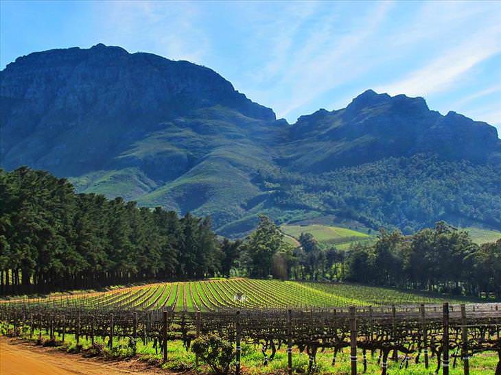 Los viñedos Mas famosos del mundo, Stellenbosch , Sudáfrica