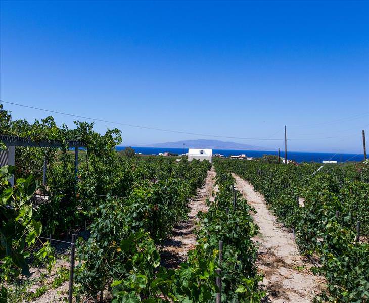 Los viñedos Mas famosos del mundo, Santorini, Grecia