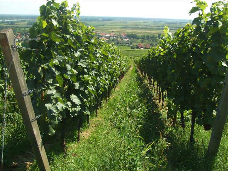 Los viñedos Mas famosos del mundo, Tokaj Hegyalja, Hungría