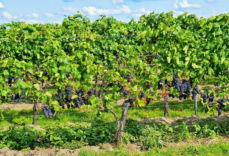 Los viñedos Mas famosos del mundo,  Borgoña ,Francia