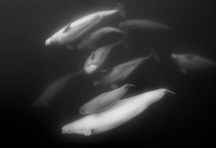 Datos sobre las belugas, color blando