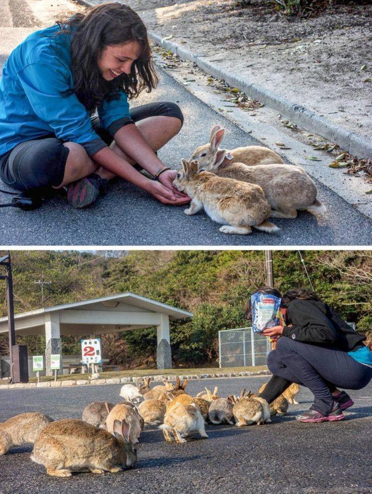 Cosas Únicas De Japón, La isla del Conejo