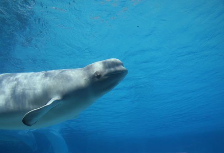 Datos sobre las belugas," los canarios del mar".