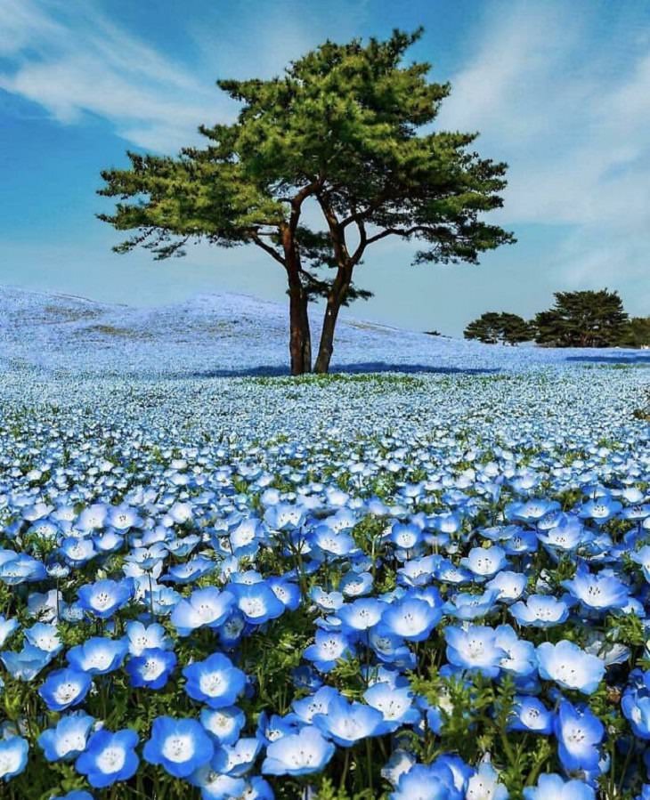 Los lugares más bellos de la Tierra, Árbol en un campo de flores azules 