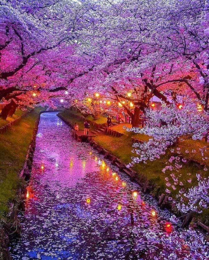 s bellos lugare en el mundo, cerezos, Japón
