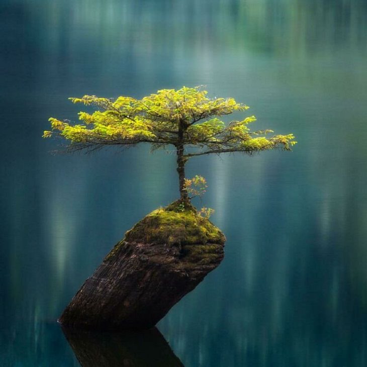 Los lugares más bellos del mundo, árbol en le fondo del lago, Canadá