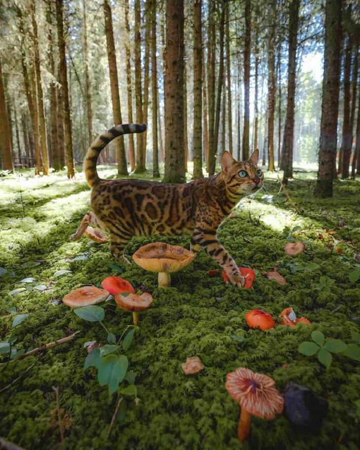 Lugares más bellos de la Tierra, bosque, gato