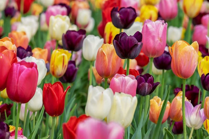 Origen de los nombres de las flores tulipán
