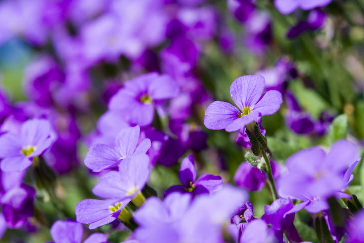 Origen de los nombres de las flores violeta