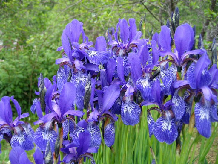 Origen de los nombres de las flores iris