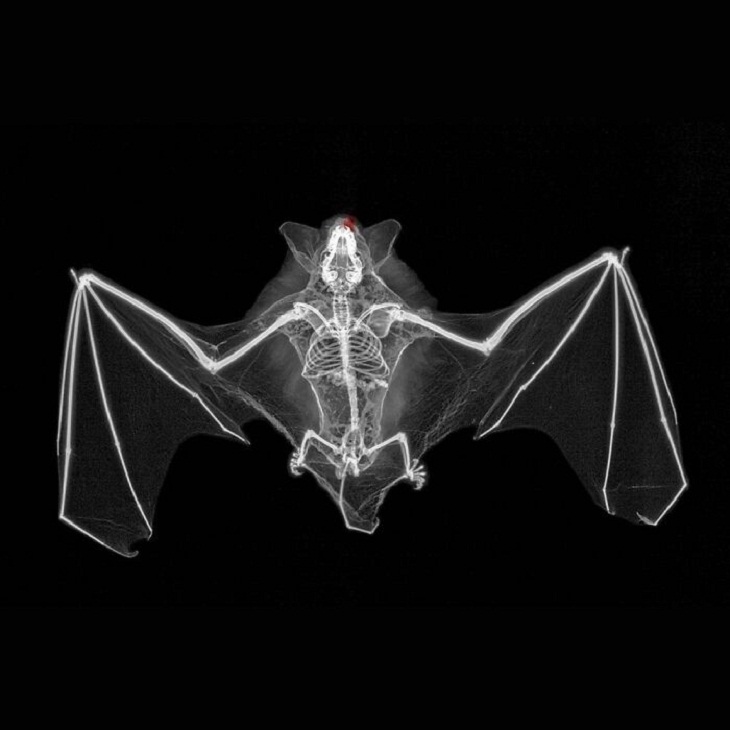 X-Rays of Nature, Bat