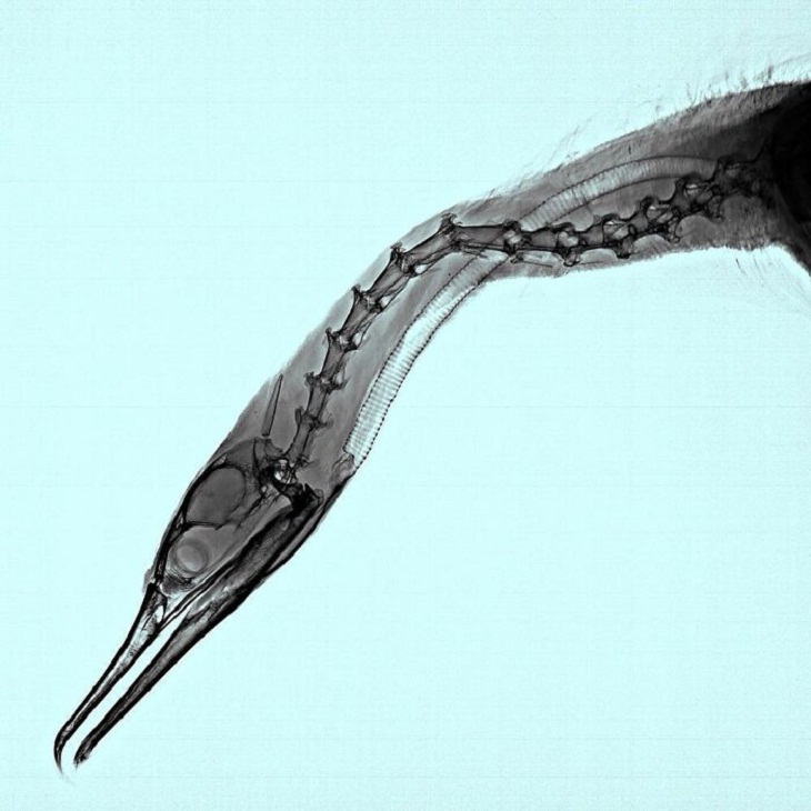 X-Rays of Nature, Cormorant
