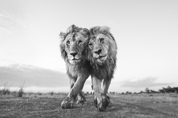2022 Concurso de fotografía de protección de la naturaleza, leones