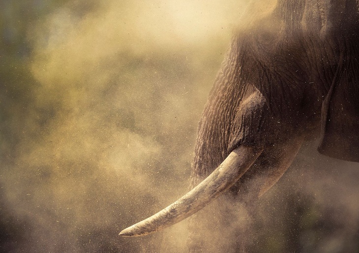 2022 Concurso de fotografía de la Conservación de la Naturaleza, elefante 