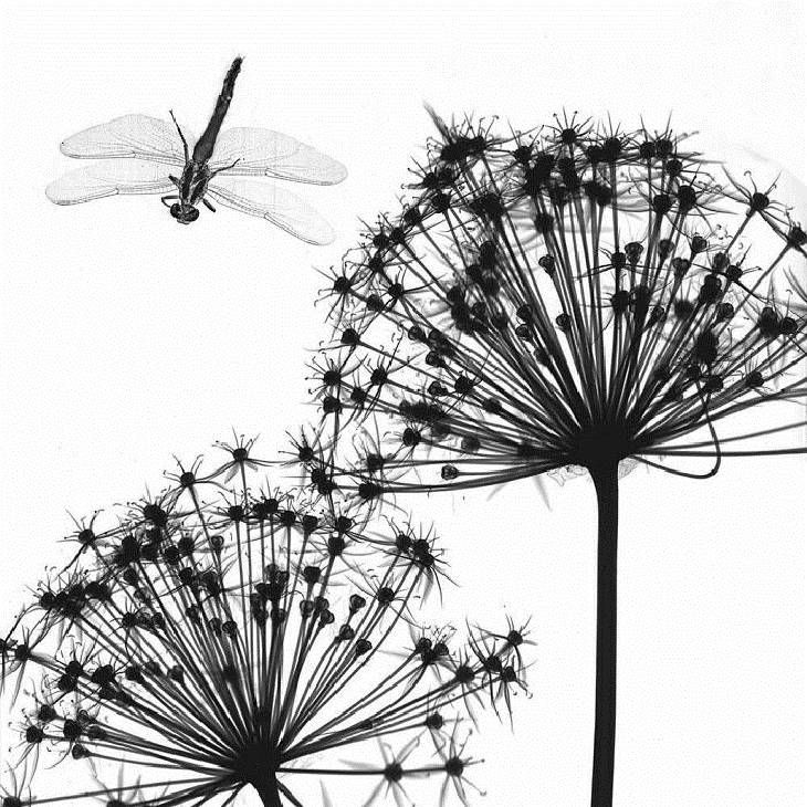 X-Rays of Nature, Dragonfly 