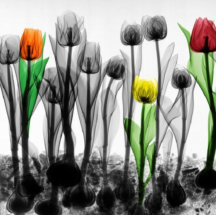 X-Rays of Nature, tulips