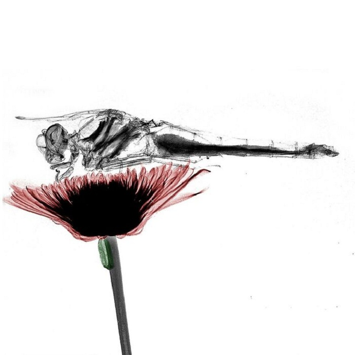 X-Rays of Nature, Dragonfly