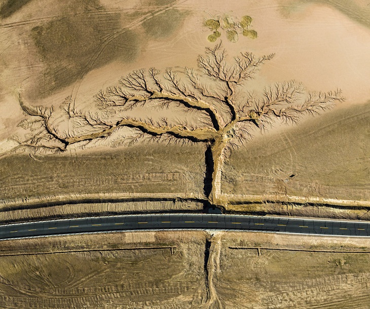 2022 Concurso de fotografía de la Conservación de la Naturaleza, árbol